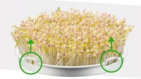 Bear Bean Sprouts Machine DYJ-S6365, Fully Automatic Double-layer Design